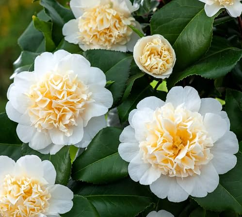 Camellia Flower Seeds White Perennial – Heirloom, Non-GMO, High Germination Organic Garden Seeds for Planting