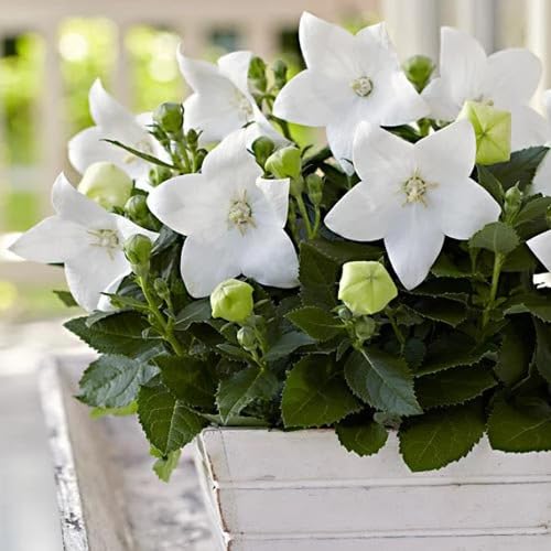 White Platycodon Flower Seeds Heirloom Non-GMO High Germination Organic Garden Seeds for Planting