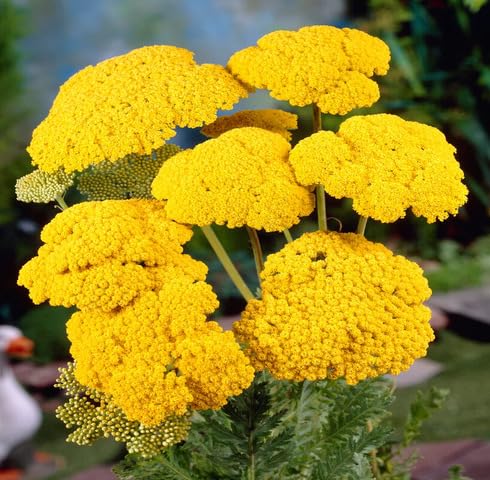 Yellow Achillea Filipendulina Flower Seeds – Heirloom, Non-GMO, High Germination