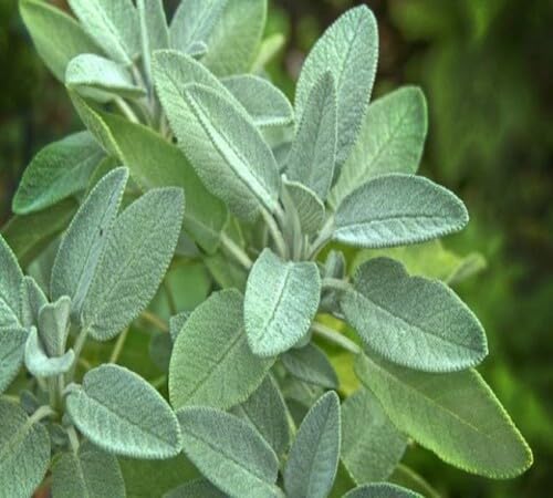 Sage Plant Seeds Green Heirloom Non-GMO High Germination Organic Garden Seeds for Planting
