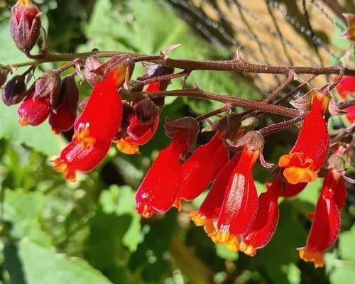 Red Cuphea Ignea Flower Seeds for Planting – Heirloom, Non-GMO, High Germination Organic Garden Seeds