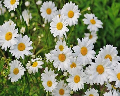 White Brachyscome Iberidifolia Flower Seeds – Heirloom, Non-GMO, High Germination Organic Garden Seeds for Planting