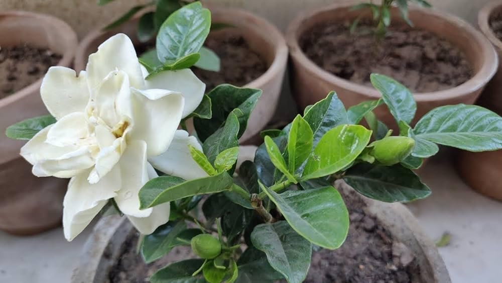 Gardenia Flower Seeds White – Heirloom, Non-GMO, High Germination Organic Seeds