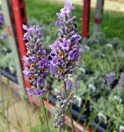 Lavender Lavandula herb seeds