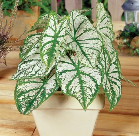 green white flower seeds