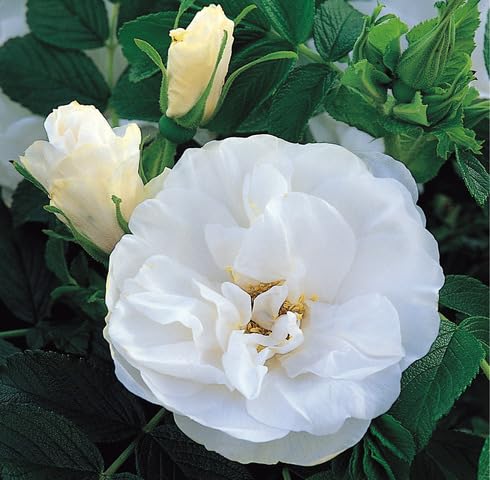 White Rosa Rugosa Flower Seeds Heirloom Non-GMO High Germination Organic Garden Seeds