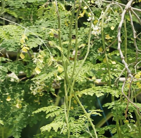 Green Drumstick Seeds – Heirloom, Non-GMO, High Germination Organic Garden Seeds Planting