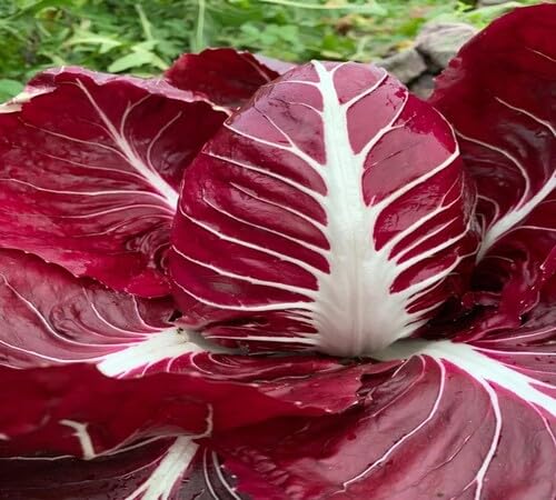 Semillas de Radicchio Rojo – Herencia, No OGM, Semillas Orgánicas de Jardín de Alta Germinación para Plantar