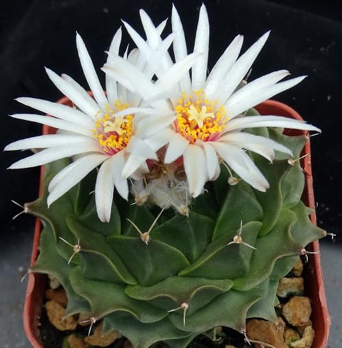 White Obregonia Denegrii Flower Seeds Heirloom Non-GMO High Germination Organic Garden Seeds