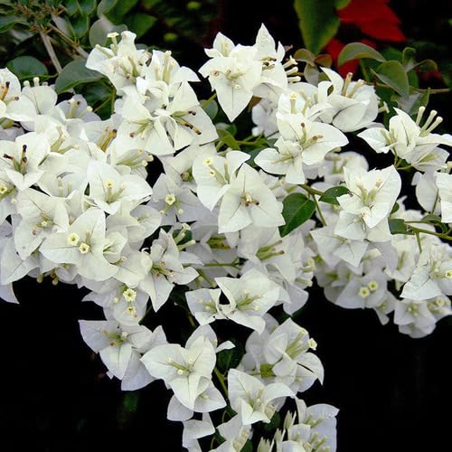White Bougainvillea Spectabilis Flower Seeds – Heirloom, Non-GMO, High Germination Organic Garden Seeds for Planting