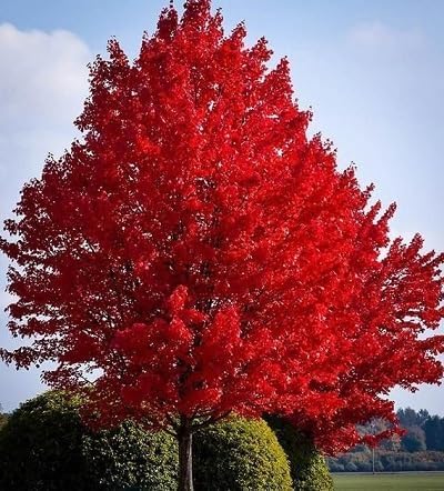red aspen flower seeds