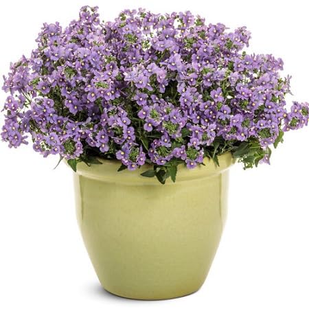 Violet Nemesia Flower Seeds – Heirloom Non-GMO High Germination Organic Garden Seeds