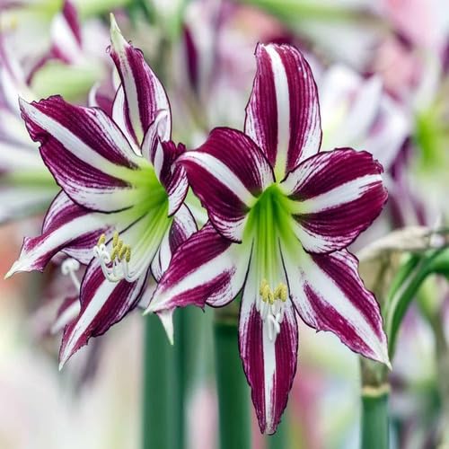 Purple White Amaryllis Flower Seeds Heirloom Non-GMO High Germination Organic Garden Seeds for Planting