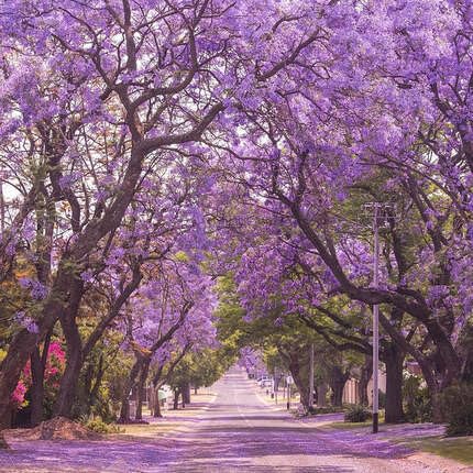 jacarandamimosifoliatreepurpleheirloomnongmo flower seeds