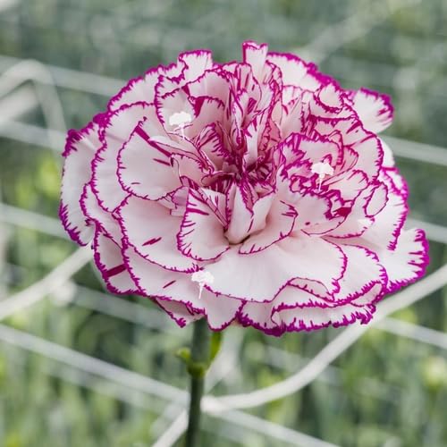 Purple White Carnation Flower Seeds for Planting – Heirloom Non-GMO High Germination Organic Garden Seeds Seeds for Planting