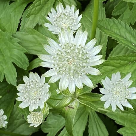 white astrantia flower seeds