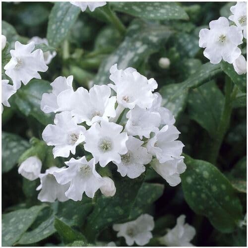 White Pulmonaria Flower Seeds Heirloom Non-GMO High Germination Organic Garden Seeds