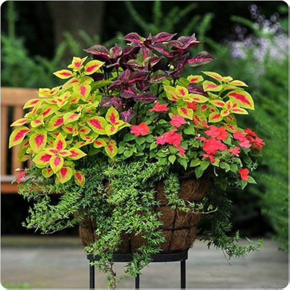 rainbow coleus flower seeds