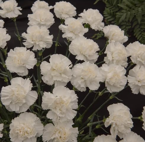 White Carnation Flower Seeds Heirloom Non-GMO High Germination Organic Garden Seeds for Planting