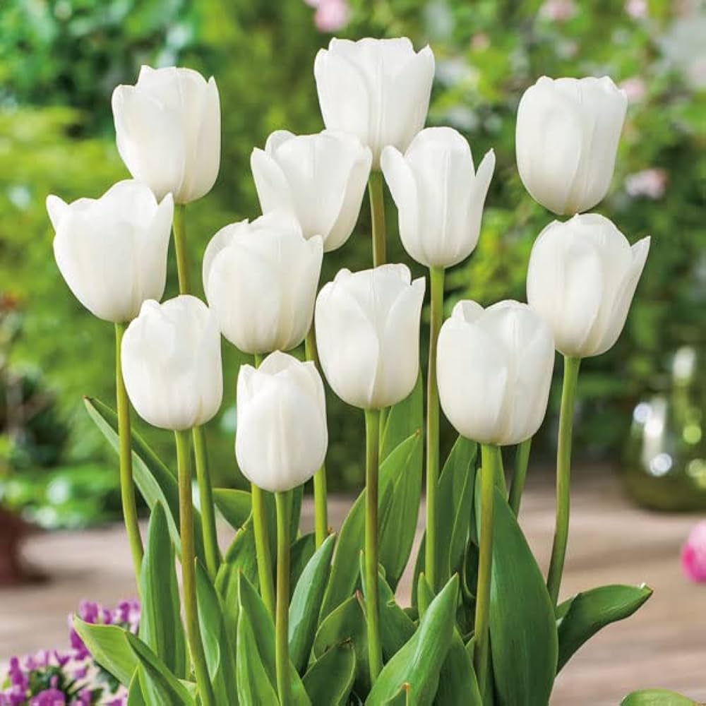 white tulip flower seeds
