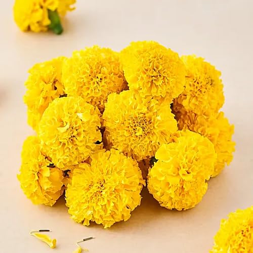 Marigold Flower Seeds – Heirloom, Non-GMO, High Germination Organic Garden Seeds for Planting