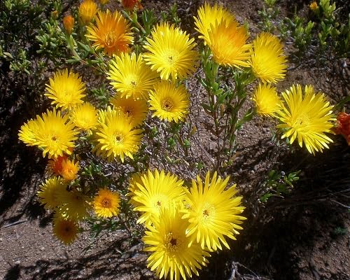 yellow mesembryanthemum flower heirloom non-gmo seeds