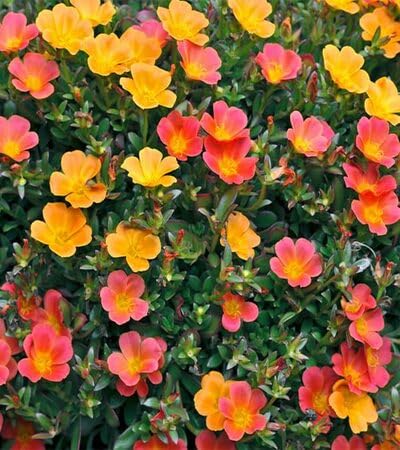 Purslane Flower Seeds – Heirloom, Non-GMO, High Germination Organic Garden Seeds for Planting