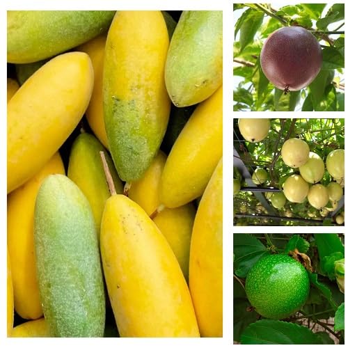 Semillas Mixtas de Maracuyá – Semillas de Jardín Orgánicas para Plantar, de Polinización Abierta, Sin OGM, Alta Germinación