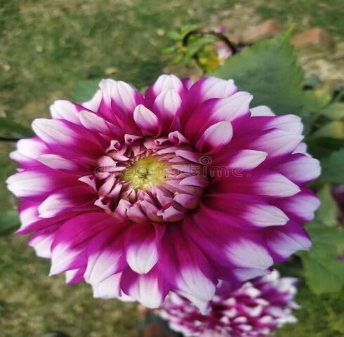 Semillas de Tagetes Morado y Blanco Herencia Sin OGM Alta Germinación Semillas Orgánicas para Jardín