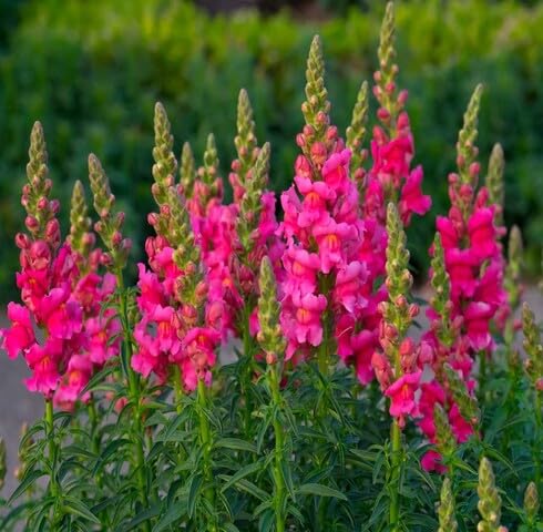 Rosa Antirrhinum Blumensamen – Historisch, gentechnikfrei, hohe Keimfähigkeit, Bio-Gartensamen zum Pflanzen