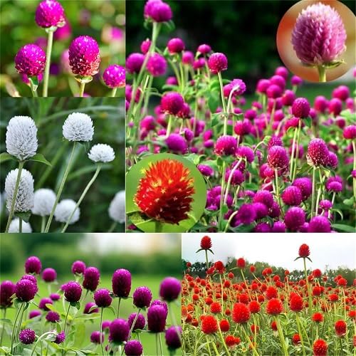Mixed Gomphrena Flower Seeds – Heirloom, Non-GMO, High Germination Seeds