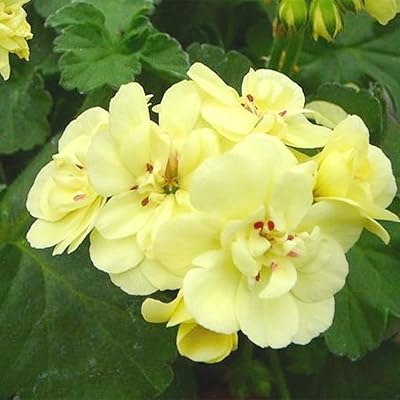 Geranium Flower Seeds Yellow Heirloom Non-GMO High Germination Seeds for Planting