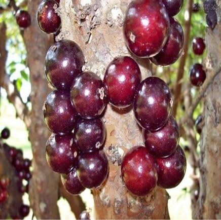 Red Jaboticaba Seeds – Heirloom, Non-GMO, High Germination Organic Garden Seeds