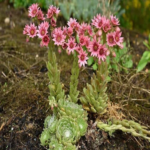 Rosa Sempervivum Blumensamen zum Pflanzen – Erbstück, gentechnikfrei, hohe Keimrate Bio-Gartensamen