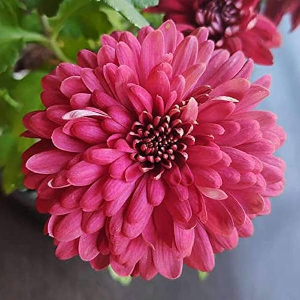burgundy chrysanthemum flower seeds