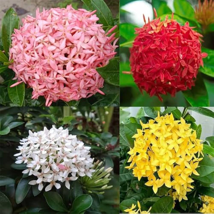 Mixed Ixora Flower Seeds – Heirloom, Non-GMO, High Germination Organic Garden Seeds