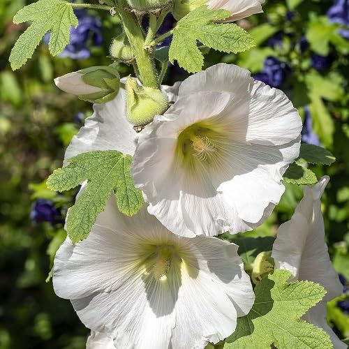 White Hollyhock Flower Seeds Heirloom Non-GMO High Germination Organic Garden Seeds for Planting