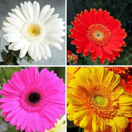 mixedgerberaflowerheirloomnongmo flower seeds