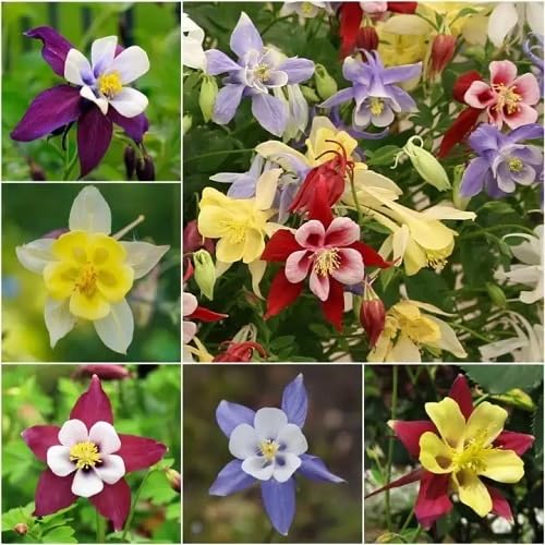 Mixed Columbine Flower Seeds – Heirloom, Non-GMO, High Germination Organic Garden Seeds for Planting