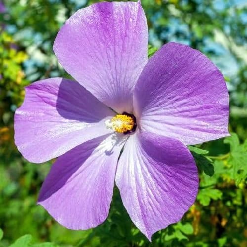 Violet Alyogyne Flower Seeds – Heirloom Non-GMO High Germination Organic Garden Seeds