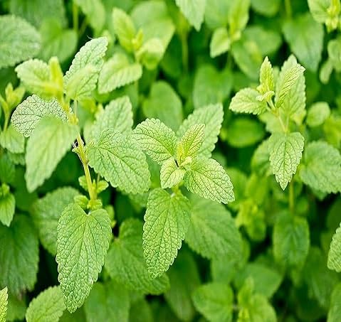 Pieces Green Mint Plant Seeds Heirloom Non-GMO High Germination Organic Garden Seeds for Planting