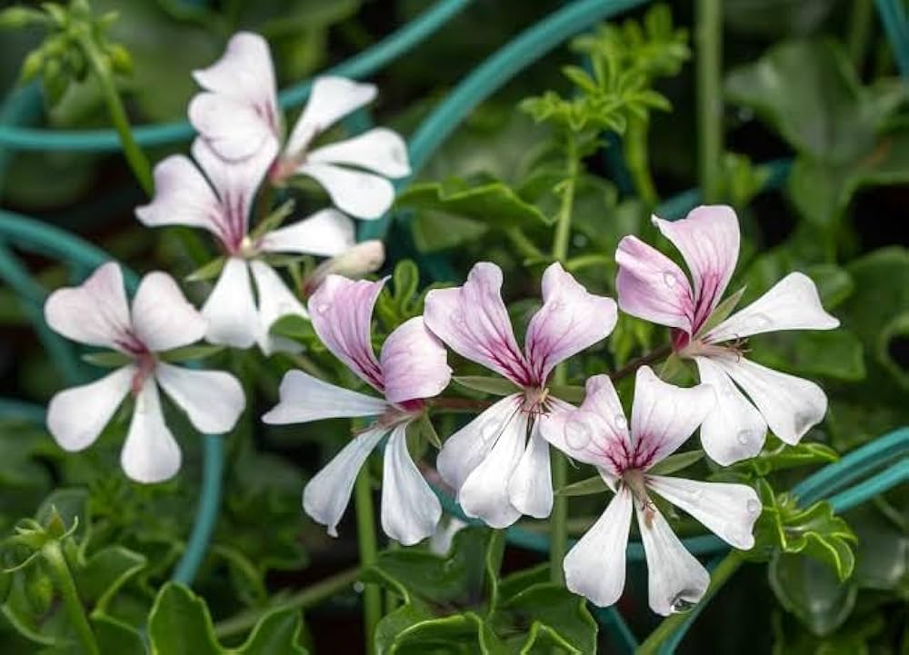 peltatum pelargonium flower seeds