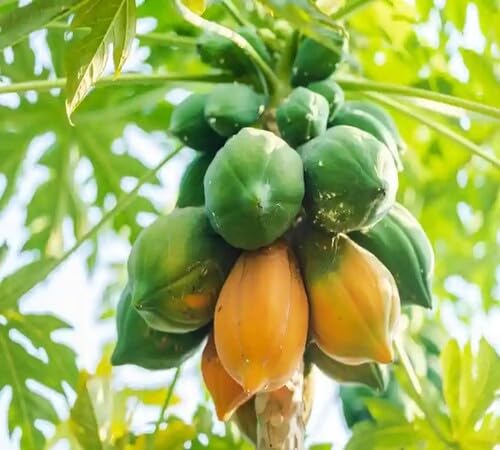 Papaya Seeds Green – Heirloom, Non-GMO, High Germination Organic Garden Seeds