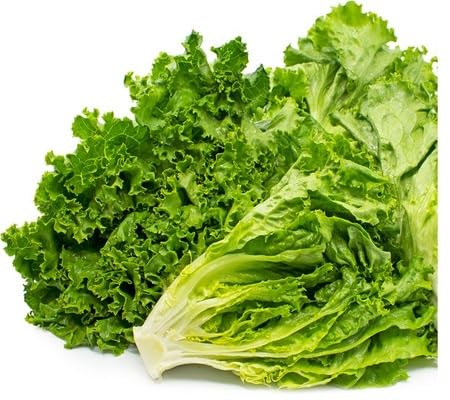 Lettuce Seeds – Heirloom, Non-GMO, High Germination Organic Garden Seeds Planting