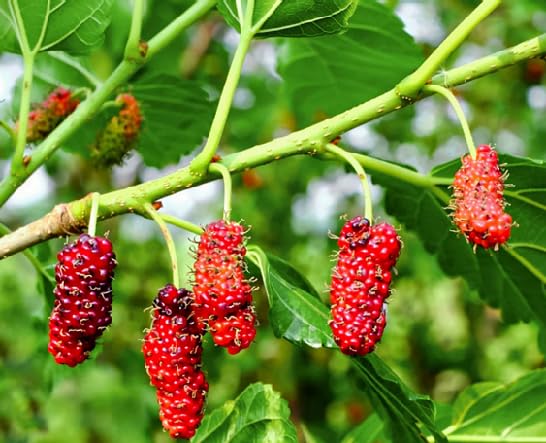 Red Mulberry Seeds for Planting – Heirloom Non-GMO High Germination Organic Garden Seeds for Sweet Juicy Fruits
