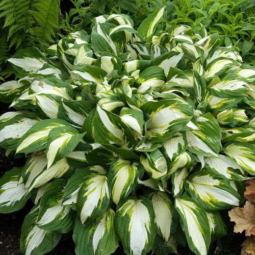 green white hosta seeds