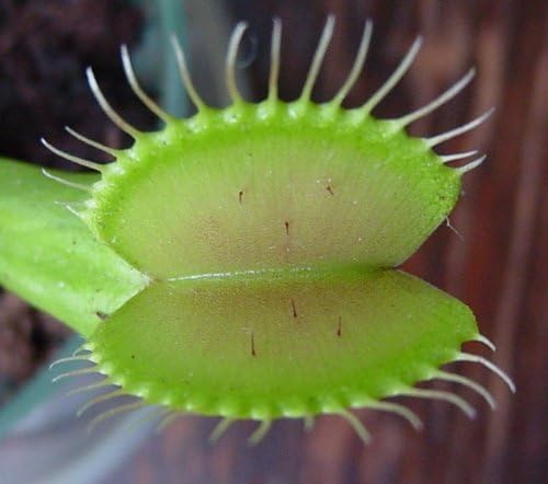 Venus Flytrap herb seeds