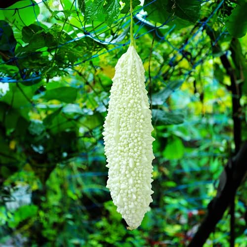 Semillas de melón amargo – Antiguas, sin OMG, alta germinación, siembra de semillas de jardín orgánicas