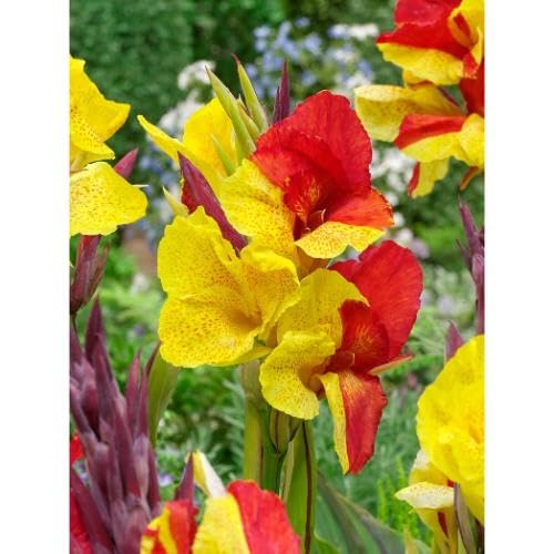 Yellow Red Cleopatra Flower Seeds – Heirloom Non-GMO High Germination Organic Garden Seeds