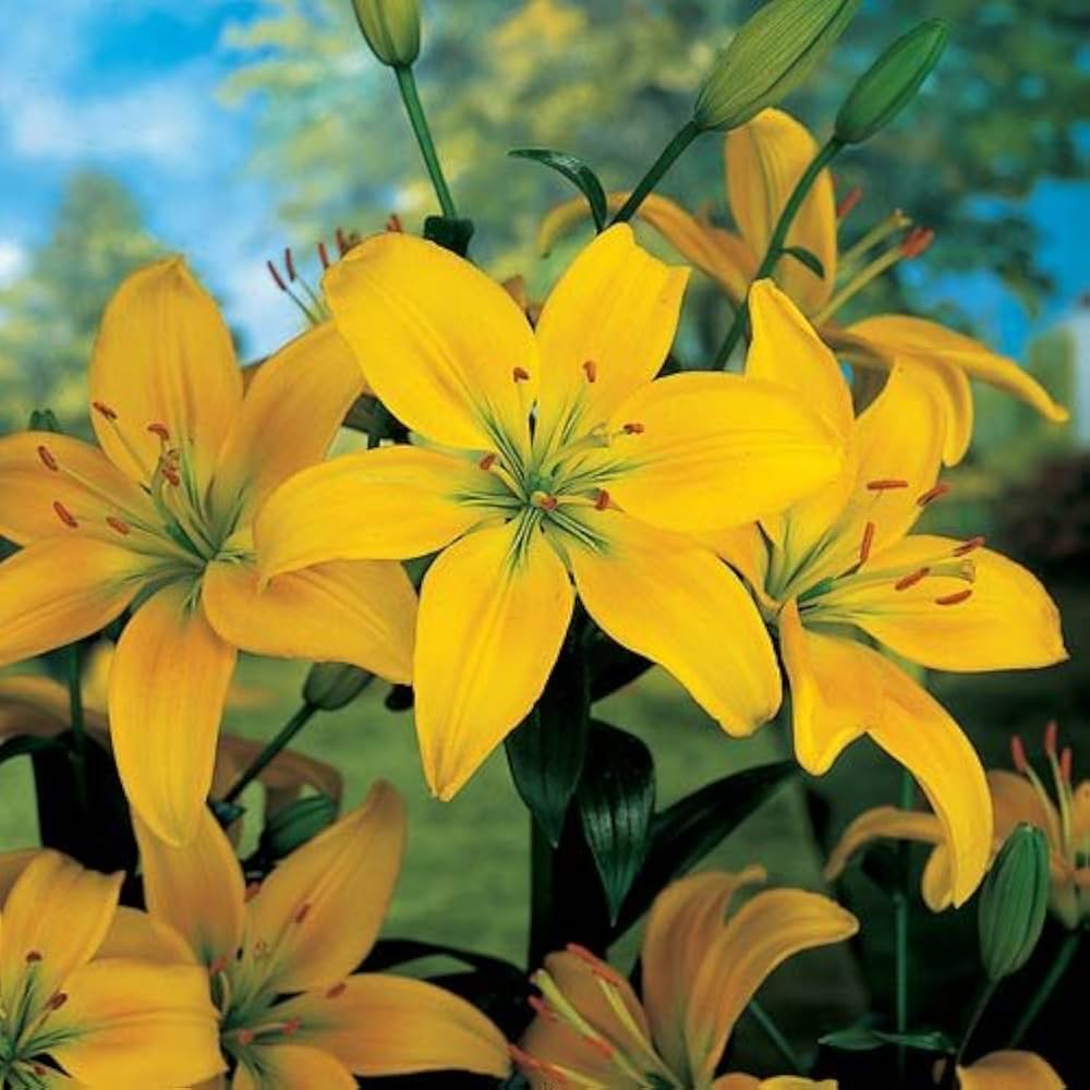 yellow red flower seeds